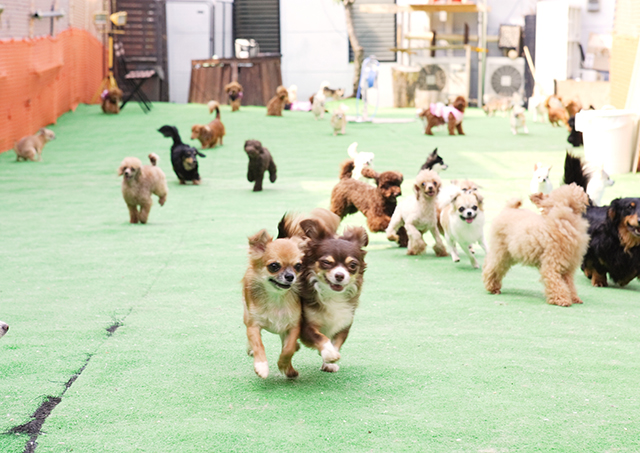 ドッグランで遊ぶワンコ達
