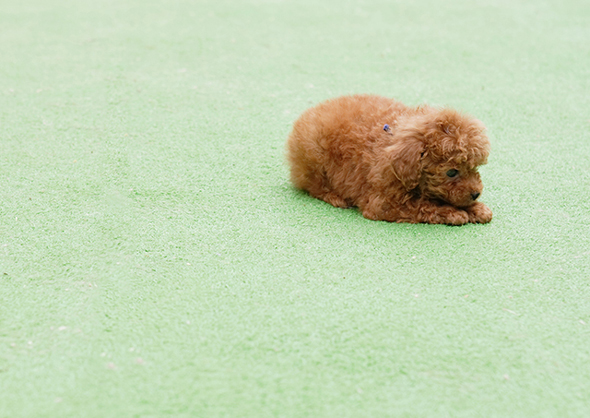 寂しそうにしているトイプードルの子犬