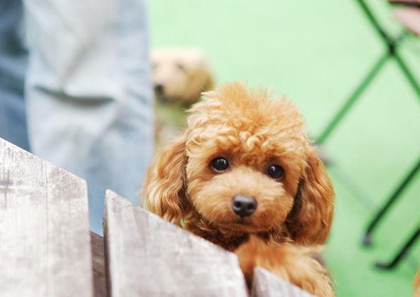 トイプードルの成犬