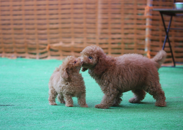 じゃれるトイプードルの子犬