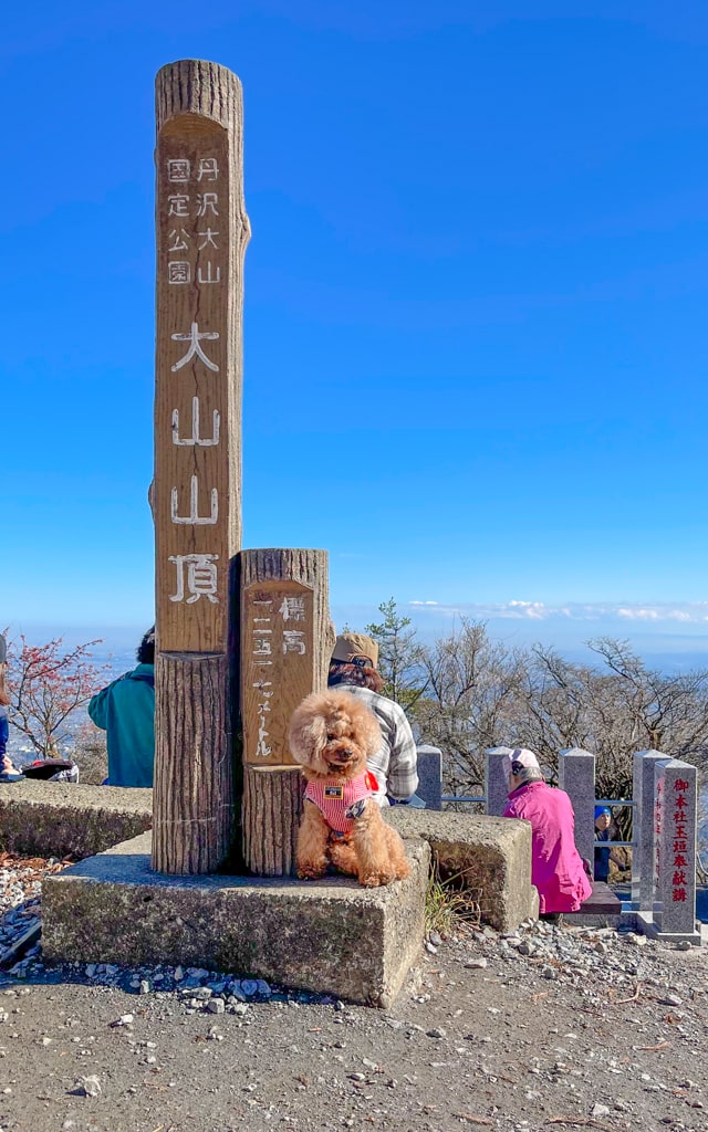 トイプードルと登山(丹沢山の山頂)