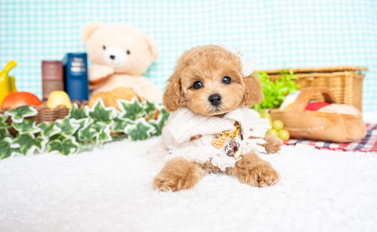 タイニープードルのアプリコットの男の子|2025年6月5日生まれ|No.10812|画像1枚目