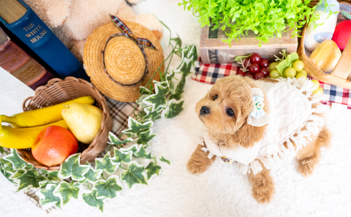 タイニープードルのアプリコットの男の子|2025年6月5日生まれ|No.10812|画像2枚目