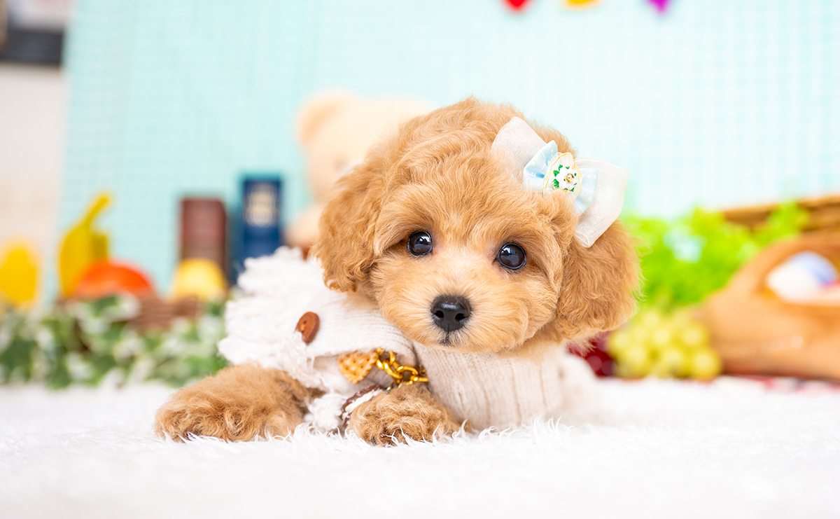 タイニープードルのアプリコットの男の子|2025年6月5日生まれ|No.10812|画像0枚目