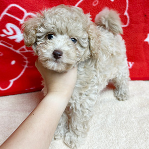 ティーカッププードルのアプリコットの女の子|2025年8月20日生まれ|No.10916|画像0枚目