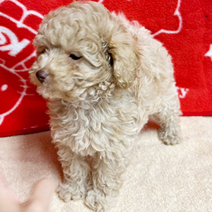 ティーカッププードルのアプリコットの女の子|2025年8月20日生まれ|No.10916|画像1枚目