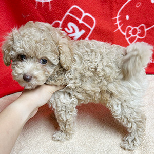 ティーカッププードルのアプリコットの女の子|2025年8月20日生まれ|No.10916|画像2枚目