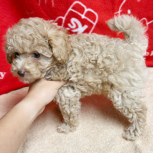 ティーカッププードルのアプリコットの女の子|2025年8月20日生まれ|No.10916|画像3枚目