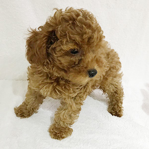 トイプードルのアプリコットの男の子|2025年9月9日生まれ|No.10919|画像0枚目