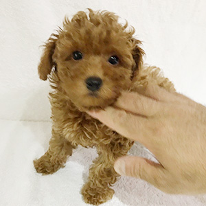 トイプードルのアプリコットの男の子|2025年9月9日生まれ|No.10919|画像1枚目