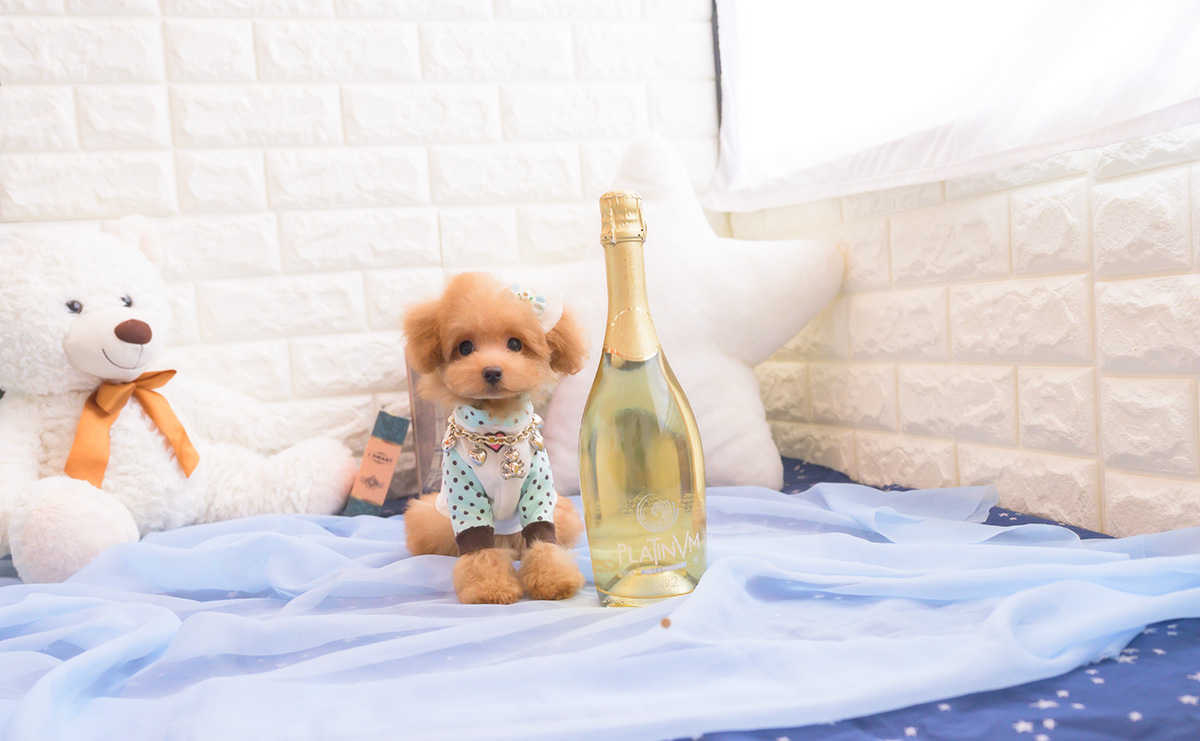 タイニープードルのアプリコットの男の子|2025年8月10日生まれ|No.10917|画像5枚目