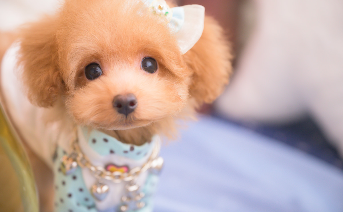 タイニープードルのアプリコットの男の子|2025年8月10日生まれ|No.10917|画像0枚目