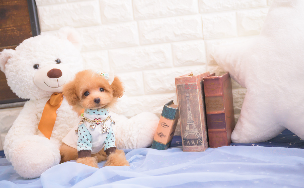 タイニープードルのアプリコットの男の子|2025年8月10日生まれ|No.10917|画像1枚目