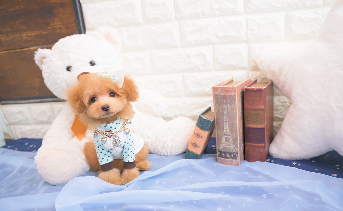 タイニープードルのアプリコットの男の子|2025年8月10日生まれ|No.10917|画像2枚目