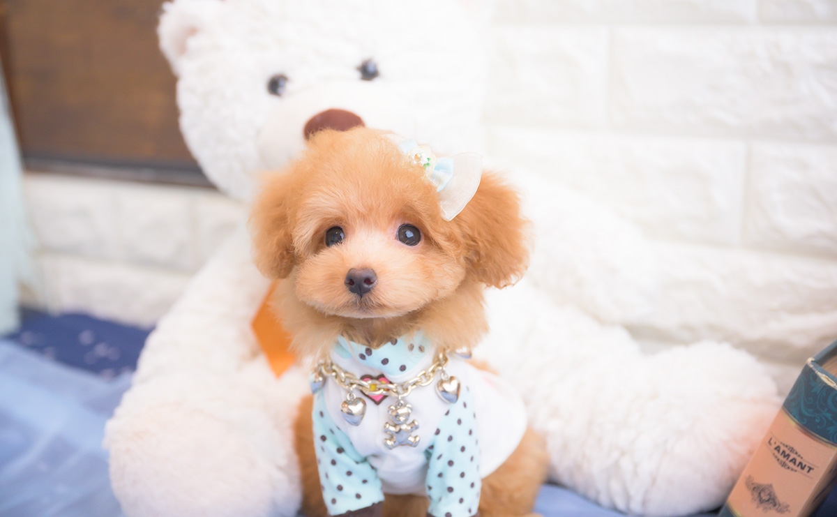 タイニープードルのアプリコットの男の子|2025年8月10日生まれ|No.10917|画像3枚目