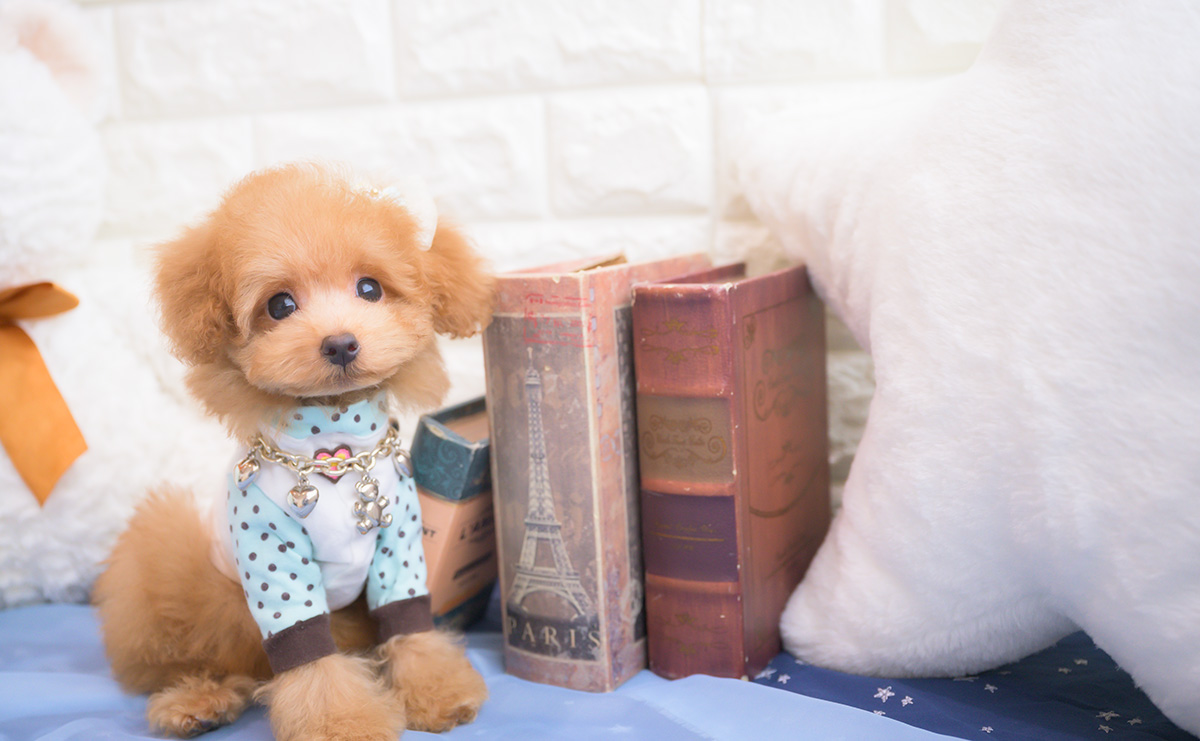 タイニープードルのアプリコットの男の子|2025年8月10日生まれ|No.10917|画像4枚目