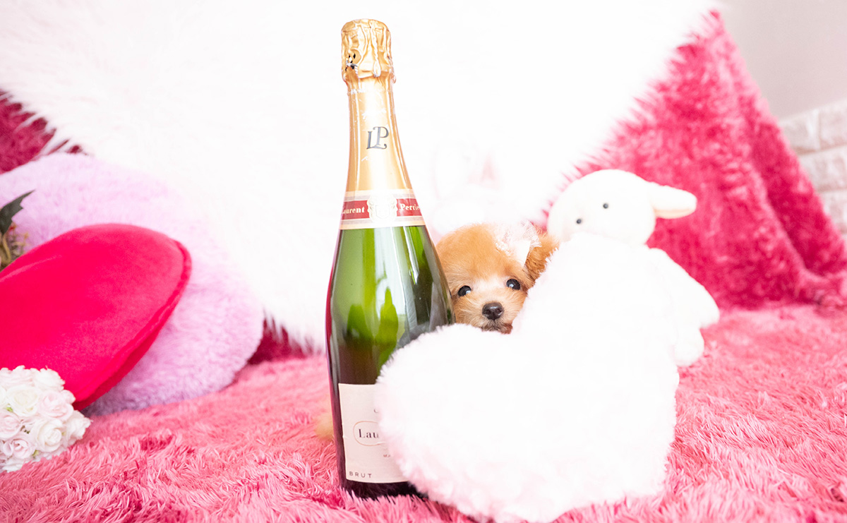 タイニープードルのアプリコットの女の子|2025年8月10日生まれ|No.10918|画像4枚目