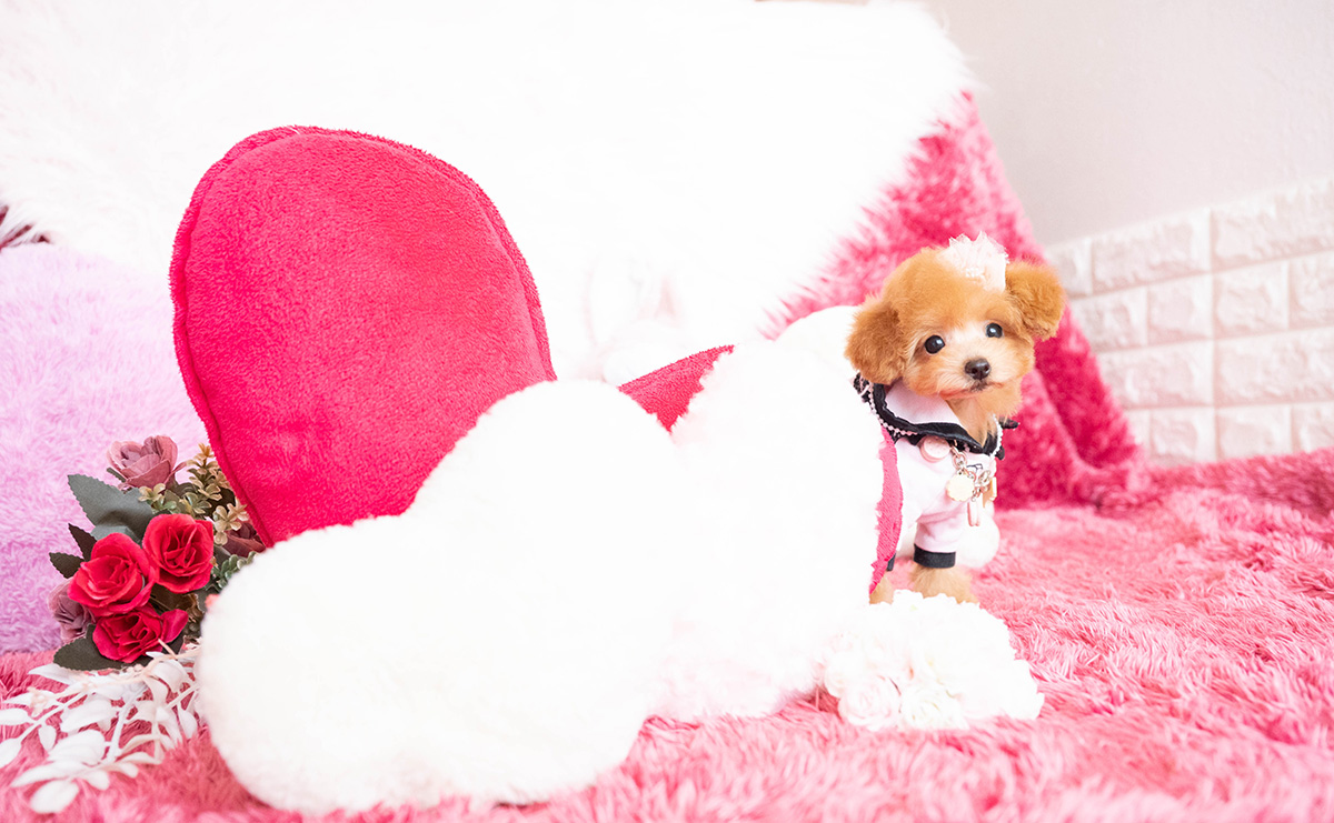 タイニープードルのアプリコットの女の子|2025年8月10日生まれ|No.10918|画像6枚目