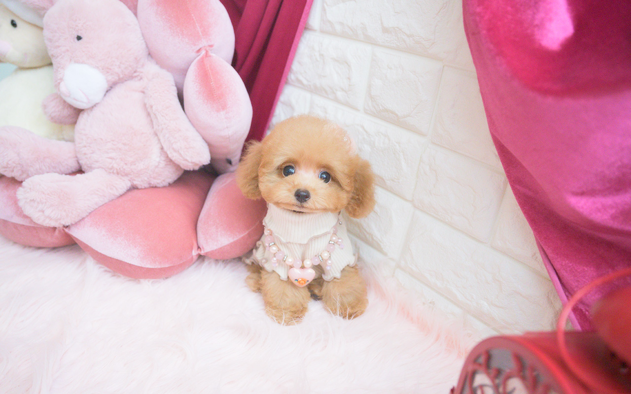 タイニープードルのアプリコットの女の子|2025年8月10日生まれ|No.10922|画像0枚目