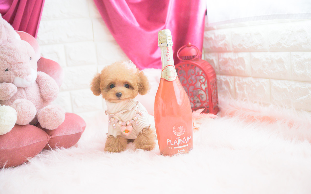 タイニープードルのアプリコットの女の子|2025年8月10日生まれ|No.10922|画像2枚目