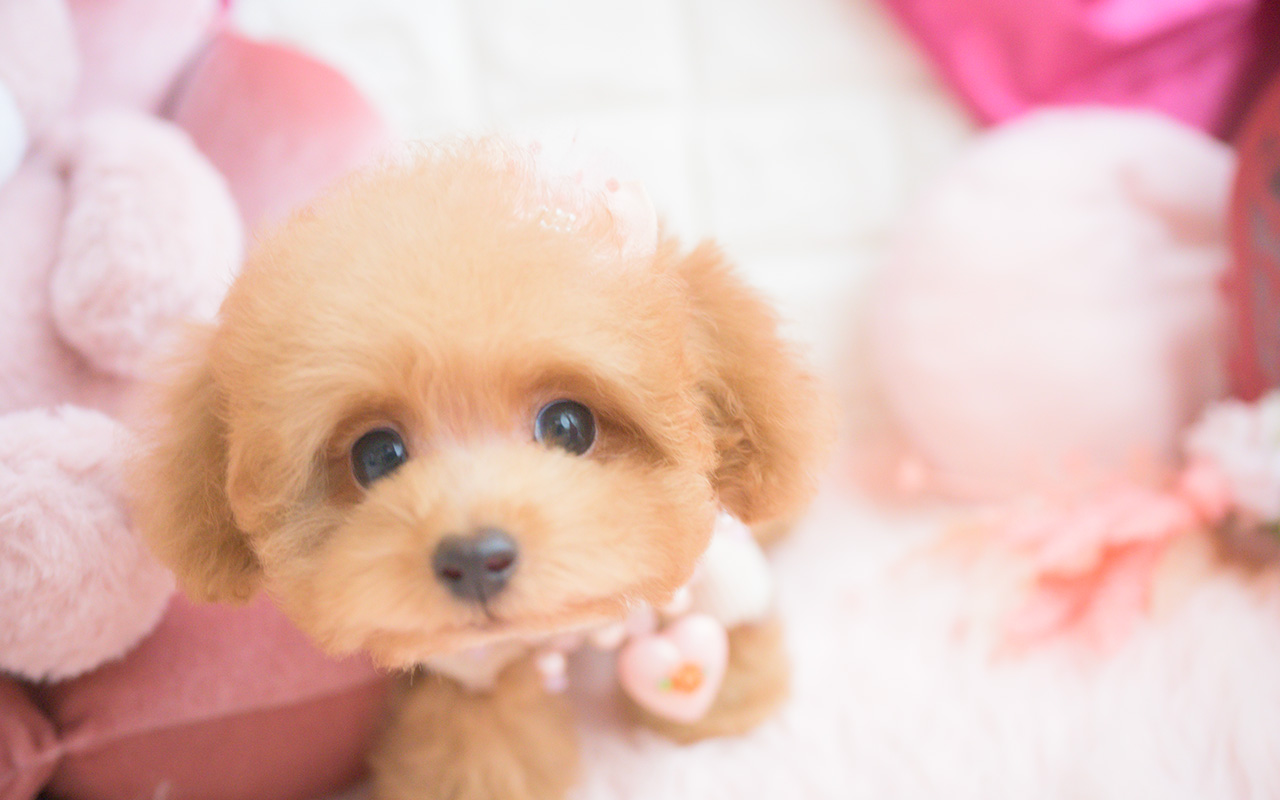 タイニープードルのアプリコットの女の子|2025年8月10日生まれ|No.10922|画像4枚目