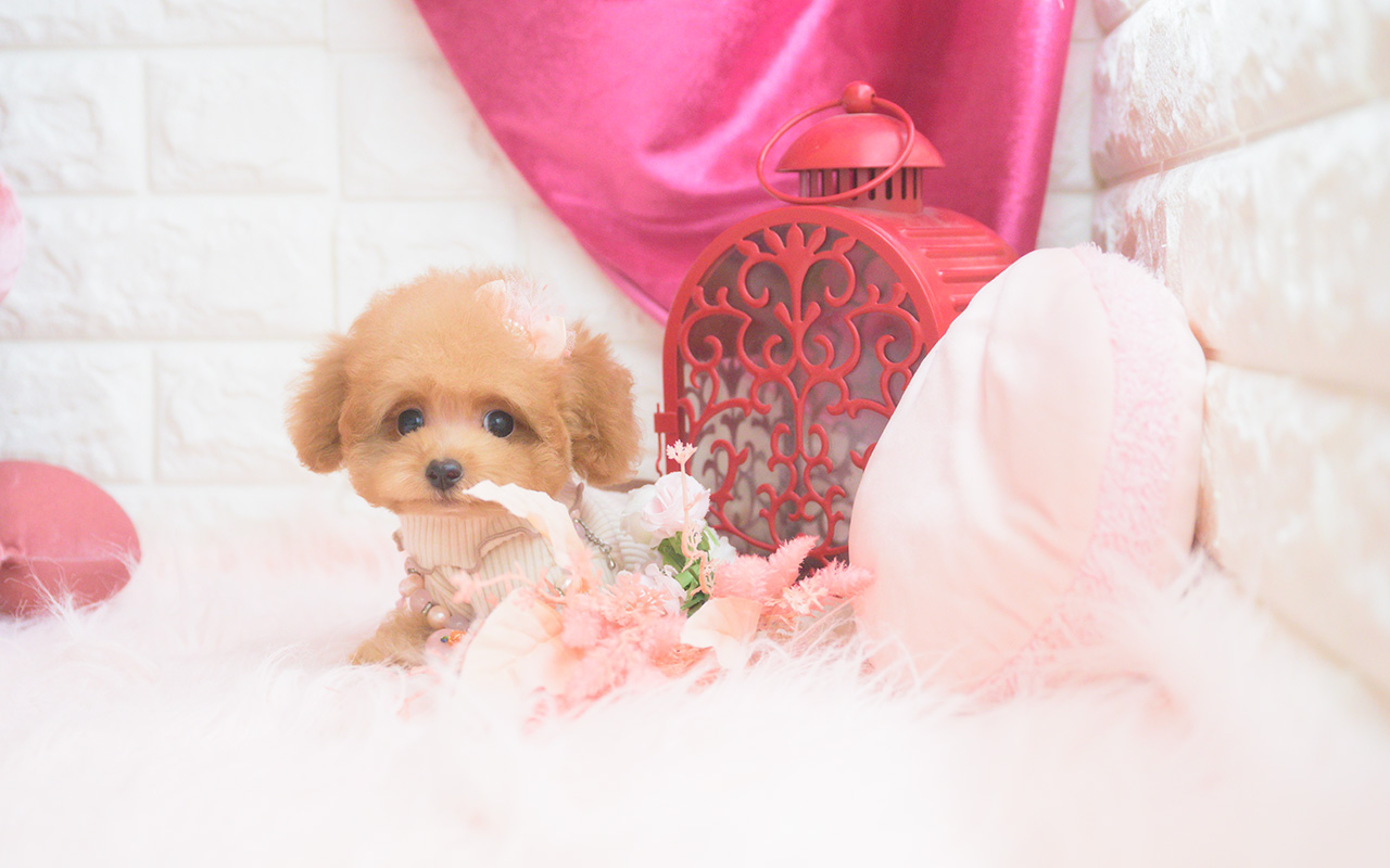 タイニープードルのアプリコットの女の子|2025年8月10日生まれ|No.10922|画像5枚目