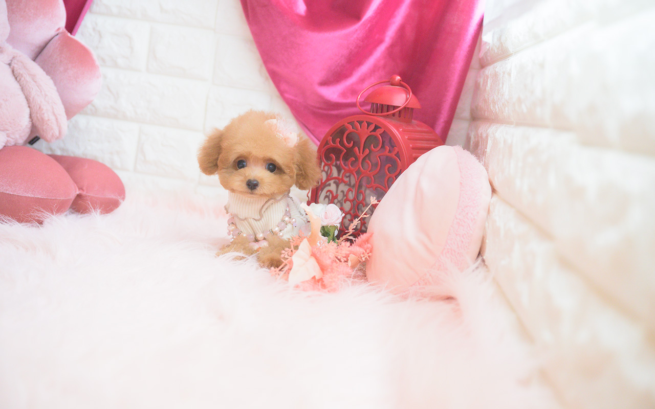 タイニープードルのアプリコットの女の子|2025年8月10日生まれ|No.10922|画像6枚目