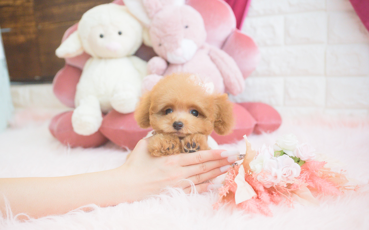 タイニープードルのアプリコットの女の子|2025年8月10日生まれ|No.10922|画像7枚目