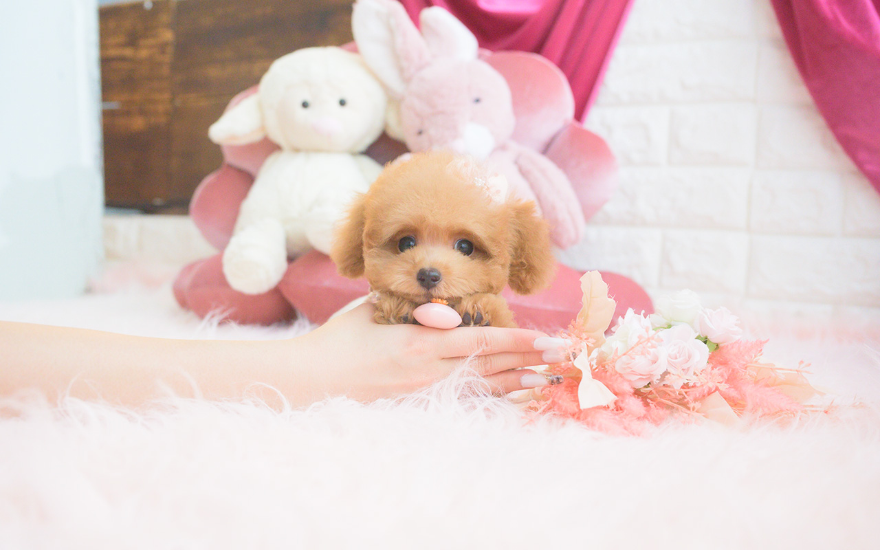 タイニープードルのアプリコットの女の子|2025年8月10日生まれ|No.10922|画像9枚目