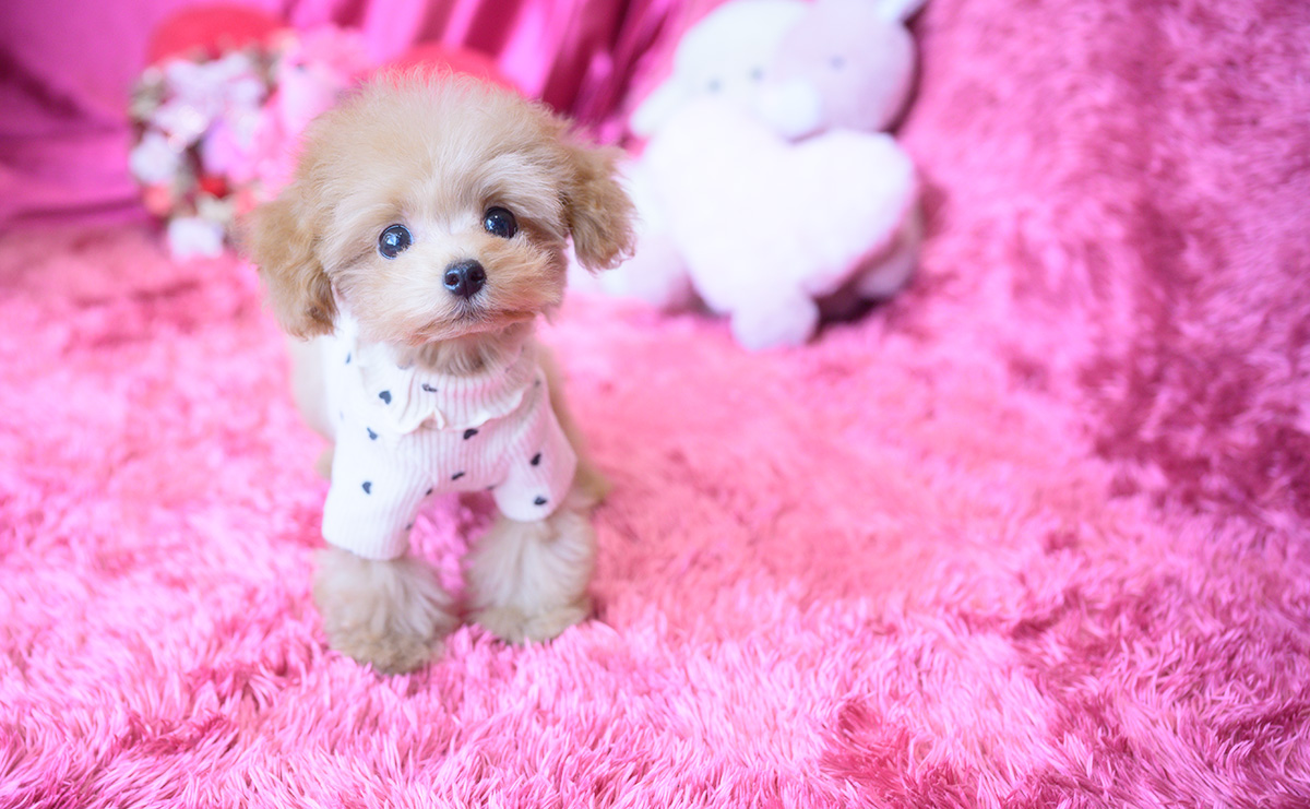 ティーカッププードルのアプリコットの女の子|2025年8月10日生まれ|No.10928|画像1枚目