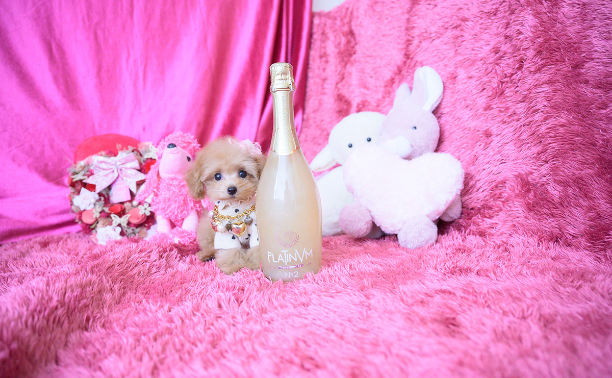 ティーカッププードルのアプリコットの女の子|2025年8月10日生まれ|No.10928|画像2枚目