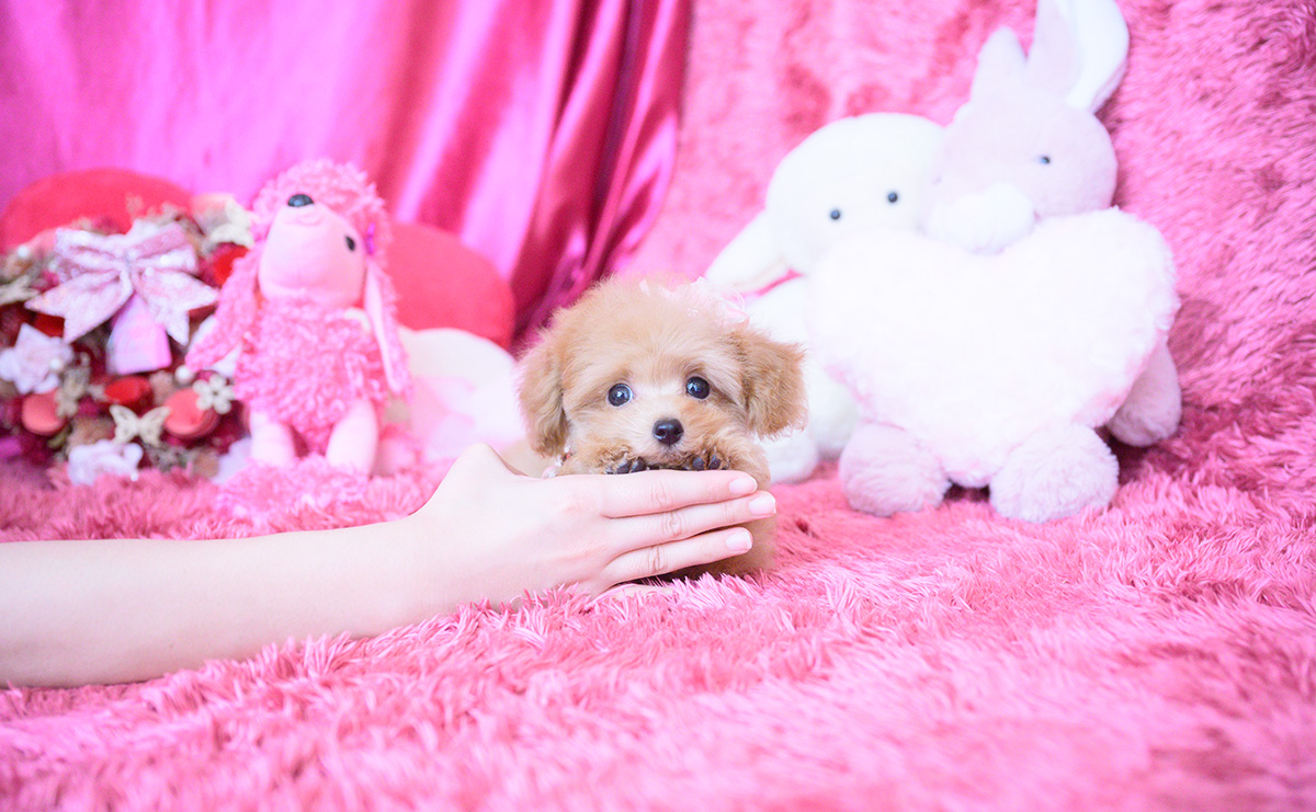 ティーカッププードルのアプリコットの女の子|2025年8月10日生まれ|No.10928|画像5枚目