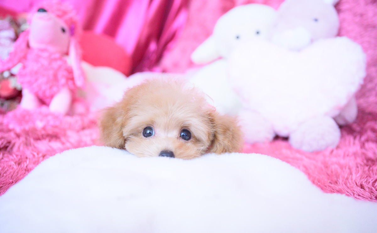 ティーカッププードルのアプリコットの女の子|2025年8月10日生まれ|No.10928|画像6枚目