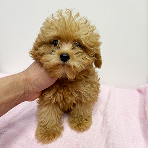 タイニープードルのアプリコットの男の子|2025年8月18日生まれ|No.10926|画像0枚目