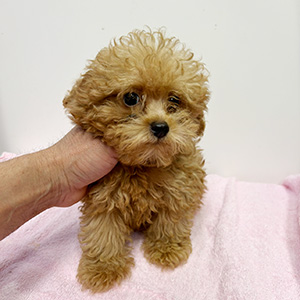 タイニープードルのアプリコットの男の子|2025年8月18日生まれ|No.10926|画像1枚目