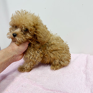 タイニープードルのアプリコットの男の子|2025年8月18日生まれ|No.10926|画像3枚目