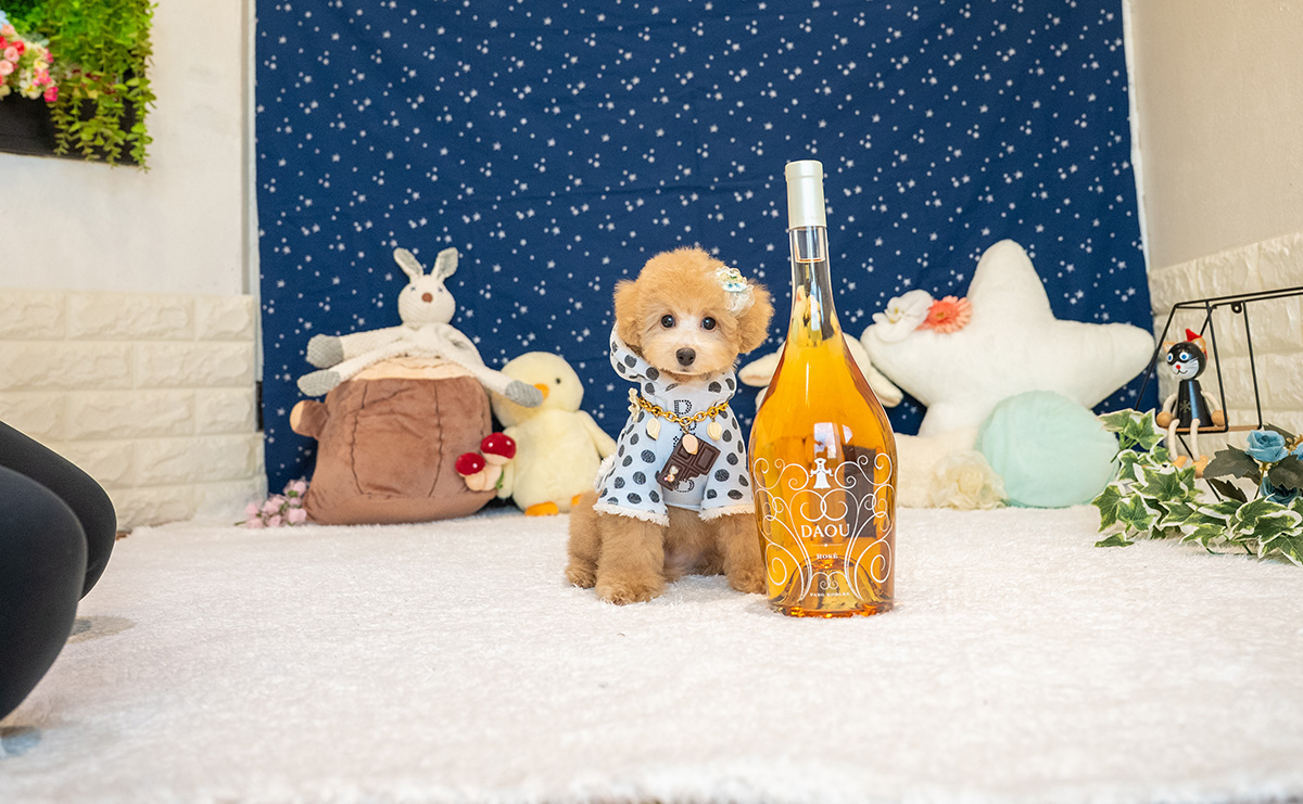 トイプードルのアプリコットの男の子|2025年8月5日生まれ|No.10933|画像1枚目