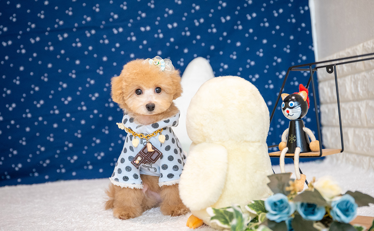 トイプードルのアプリコットの男の子|2025年8月5日生まれ|No.10933|画像0枚目