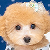 トイプードルのアプリコットの男の子(2025年8月5日生まれ)