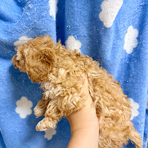 タイニープードルのアプリコットの男の子|2025年10月6日生まれ|No.10948|画像0枚目