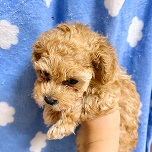 タイニープードルのアプリコットの男の子|2025年10月6日生まれ|No.10948|画像1枚目