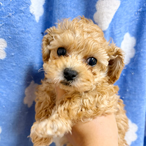 タイニープードルのアプリコットの男の子|2025年10月6日生まれ|No.10948|画像2枚目