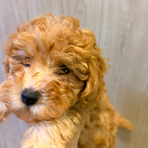 トイプードルのアプリコットの男の子|2025年9月20日生まれ|No.10950|画像0枚目