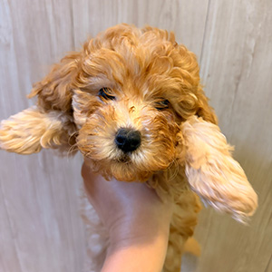 トイプードルのアプリコットの男の子|2025年9月20日生まれ|No.10950|画像1枚目