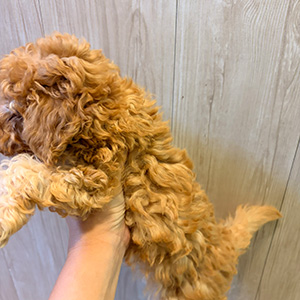 トイプードルのアプリコットの男の子|2025年9月20日生まれ|No.10950|画像2枚目