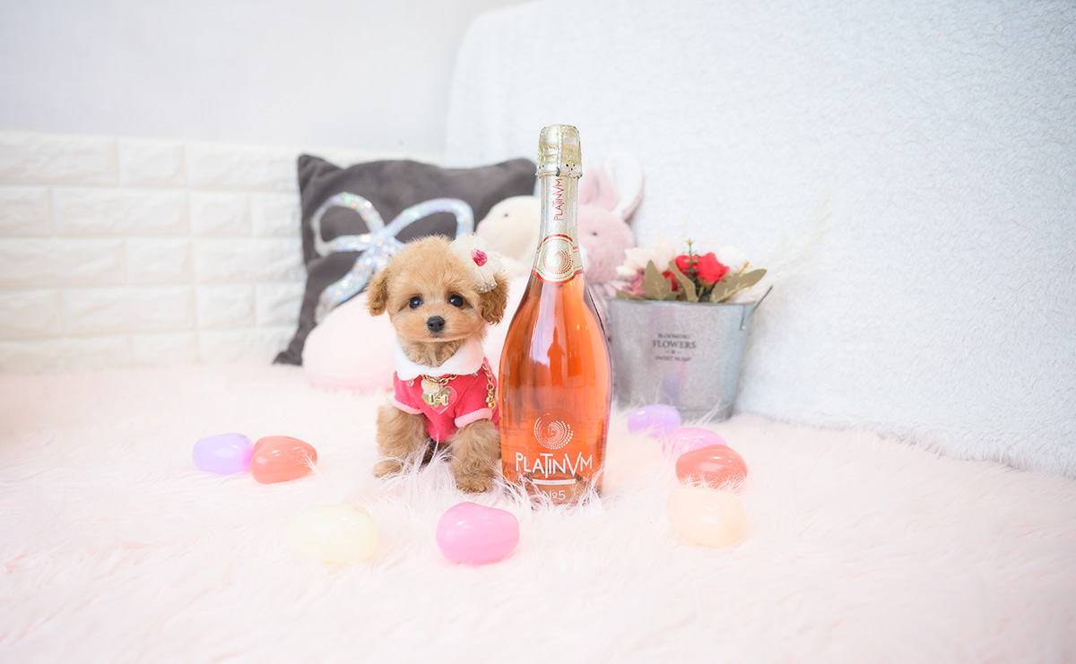 ティーカッププードルのアプリコットの女の子|2025年9月18日生まれ|No.10944|画像2枚目