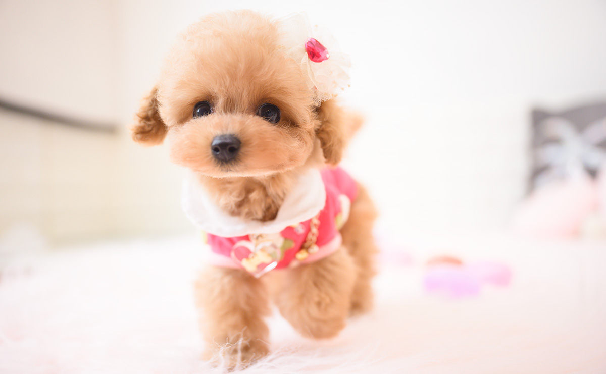 ティーカッププードルのアプリコットの女の子|2025年9月18日生まれ|No.10944|画像0枚目