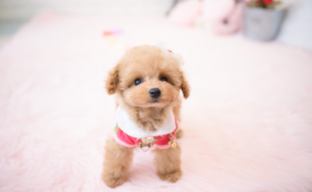 ティーカッププードルのアプリコットの女の子|2025年9月18日生まれ|No.10944|画像1枚目