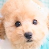 トイプードルのアプリコットの男の子(2025年8月14日生まれ)
