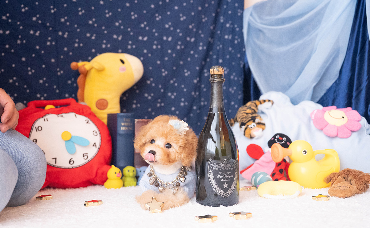 トイプードルのアプリコットの男の子|2025年9月20日生まれ|No.10953|画像1枚目